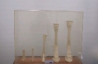 藏品(馬腳演化模型)的圖片